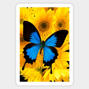 Blue Butterfly On Yellow Mums Sticker